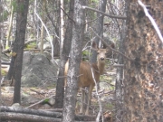 deer_near_the_trail