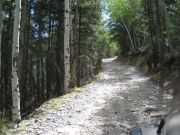 uphill_through_the_trees