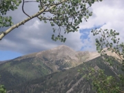 view_through_aspen_trees