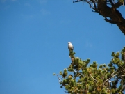 bird_on_bristlecone_pine