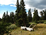 bristlecone_pine