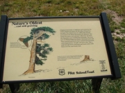 bristlecone_pine_sign