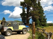 jeeps_and_bristlecone_pine