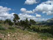 bristlecone_pine