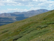 deer_part_1