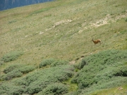 deer_part_2