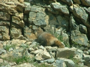 marmot