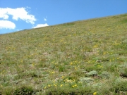 wildflowers