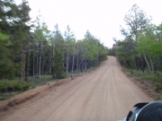 through_the_trees