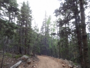 tall_trees