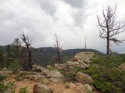 weathered_trees
