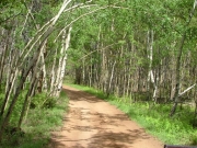 aspens