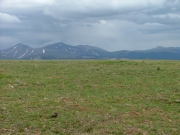 tundra