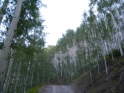 aspens
