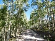 sun_through_the_trees