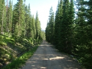 through_trees