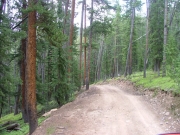 through_trees
