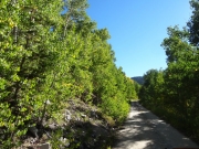 green_trees