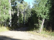 into_the_trees