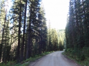 tall_pines