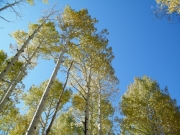 aspens_part_1