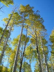 aspens_part_2