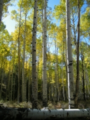 aspens_part_3