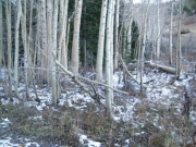 aspens_part_4