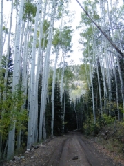 aspens_part_5