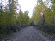 aspens_part_6