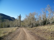 winter_aspens