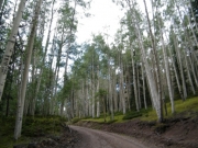 aspens