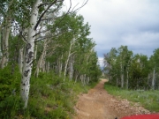 aspens_part_2