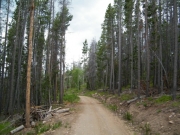 tall_trees