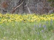 wildflowers