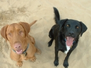 dogs_happy