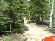 trail_in_trees