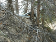 vince_in_trees