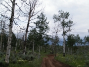 aspens