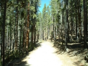 tall_trees