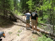 fallen_trees