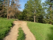 green_trail