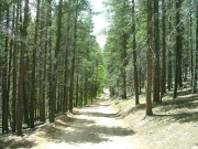 taller_trees