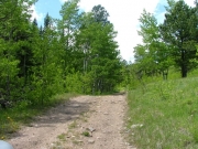 through_the_trees