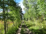 aspens