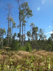 bushes