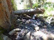 deadfall_over_water