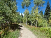 fallen_aspen_leaves