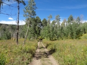 skinny_trees