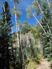 tall_aspens